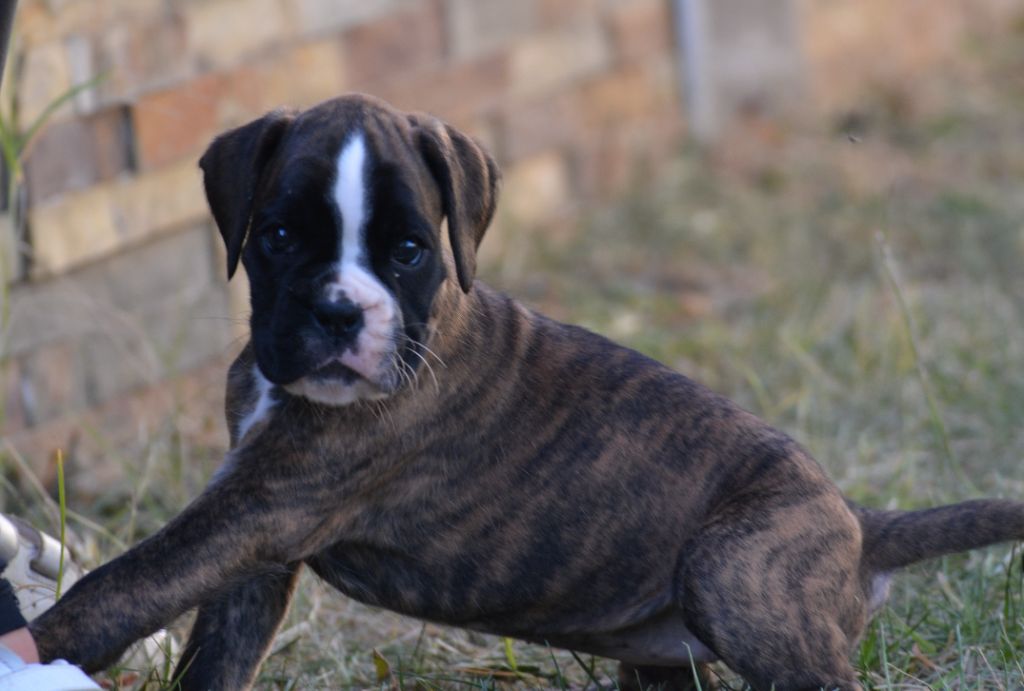 du royaume de sky - Chiots disponibles - Boxer