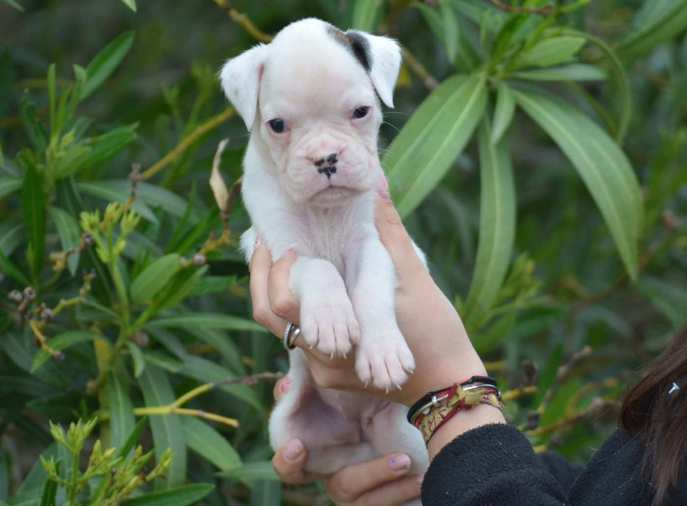 du royaume de sky - Chiots disponibles - Boxer