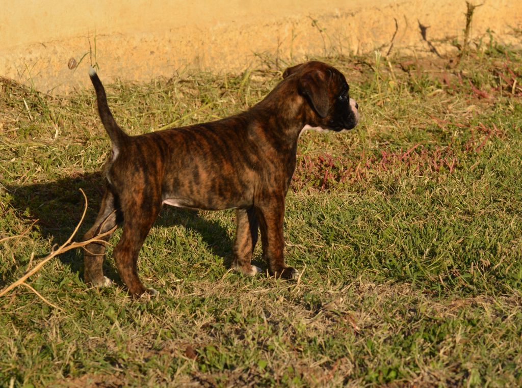 du royaume de sky - Chiots disponibles - Boxer