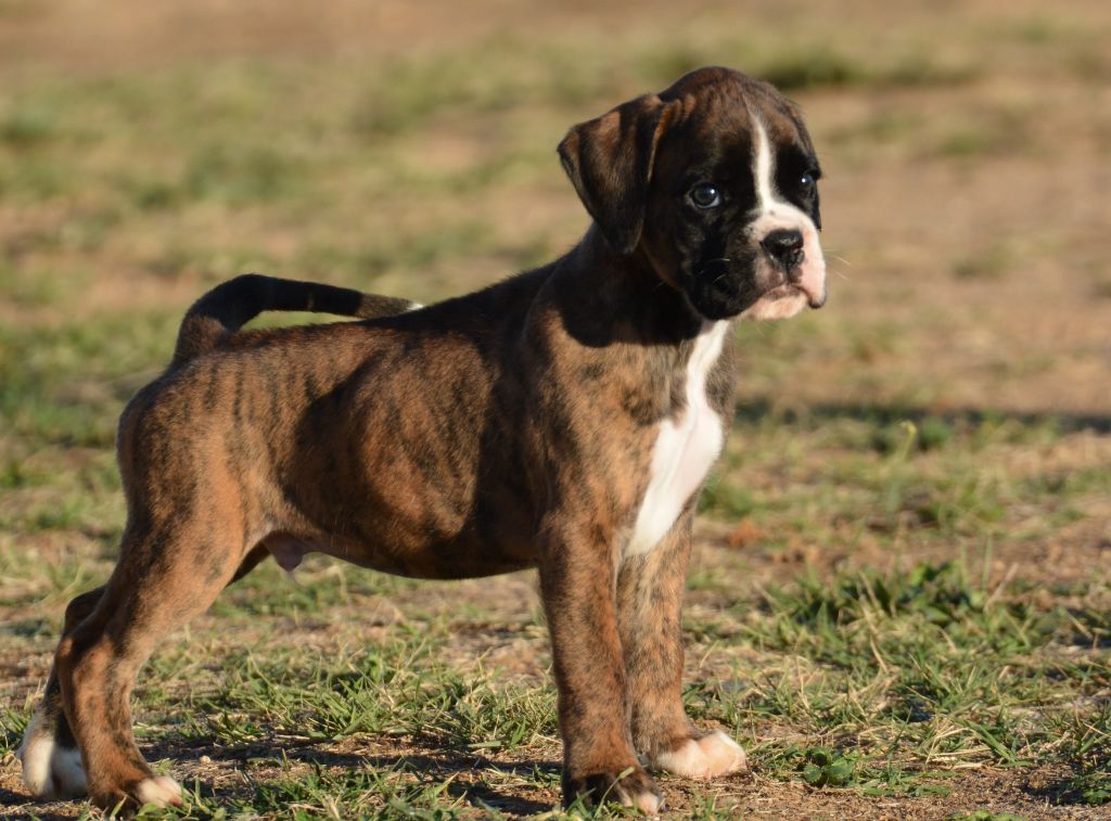 du royaume de sky - Chiots disponibles - Boxer
