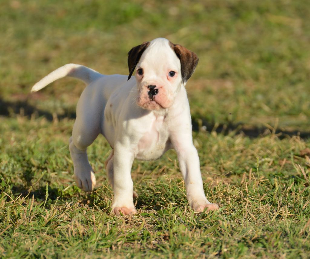 du royaume de sky - Chiots disponibles - Boxer