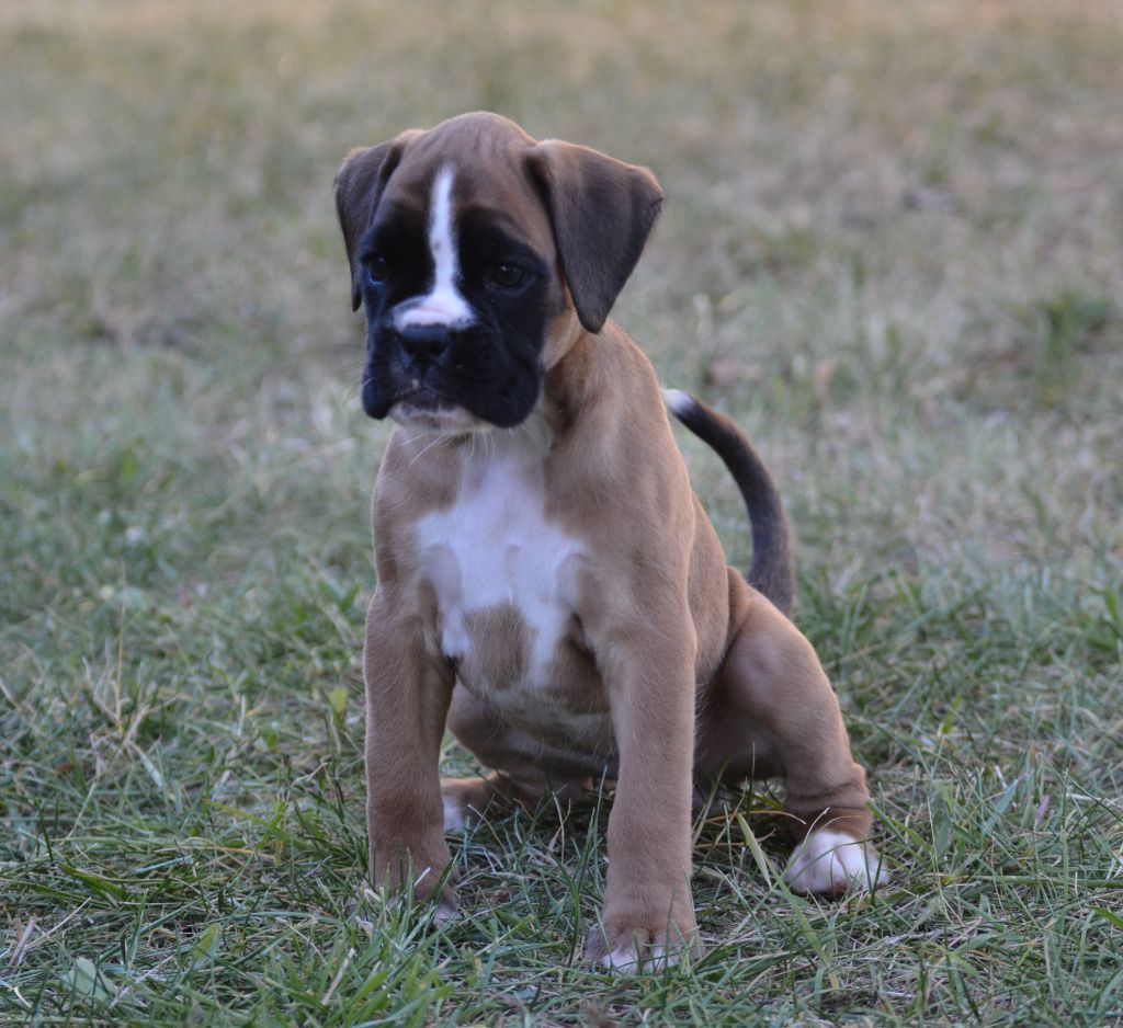 du royaume de sky - Chiots disponibles - Boxer