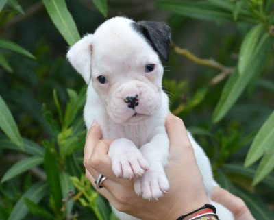 CHIOT 1
