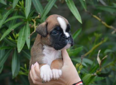 CHIOT 2