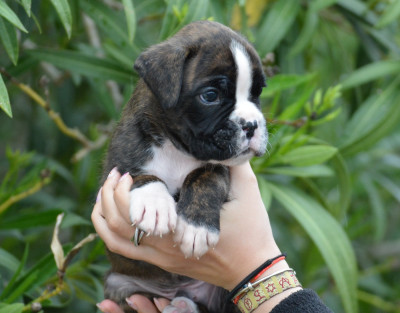 CHIOT 4