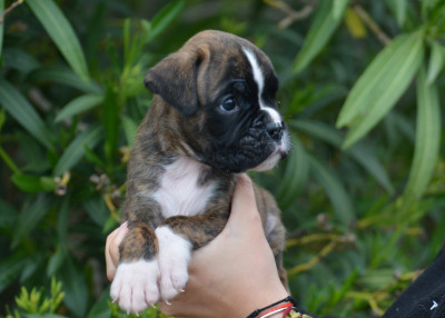 CHIOT 5