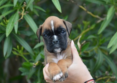 CHIOT 6
