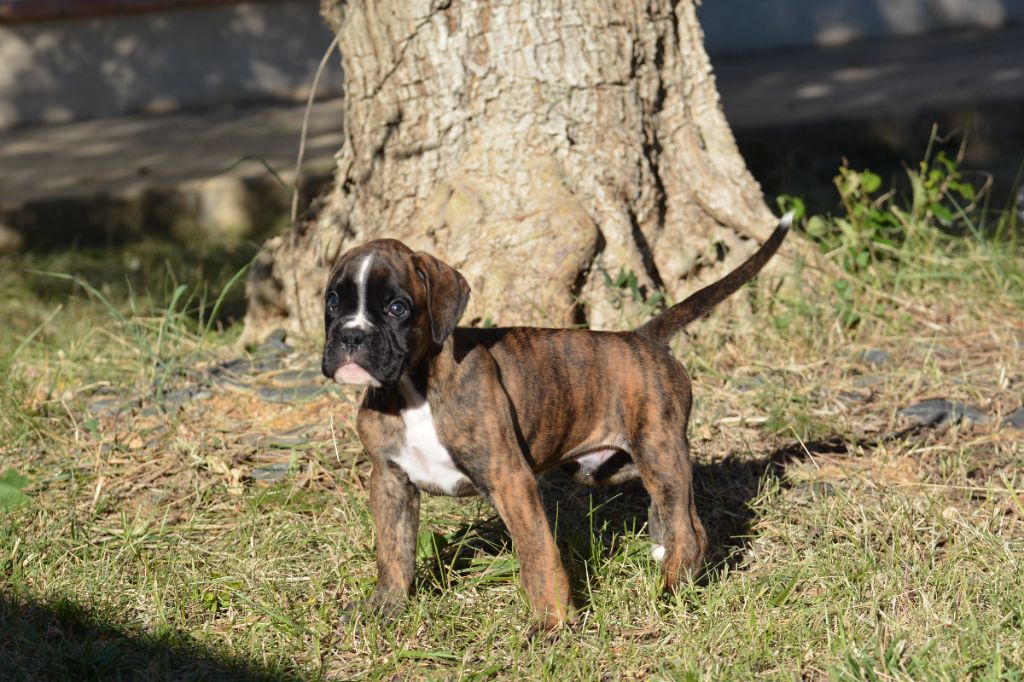 du royaume de sky - Chiots disponibles - Boxer