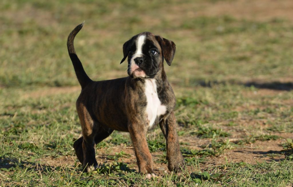 du royaume de sky - Chiots disponibles - Boxer
