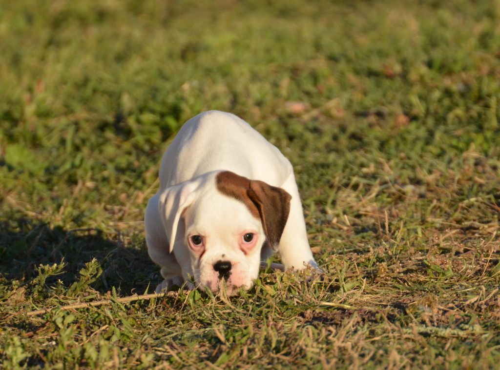 du royaume de sky - Chiots disponibles - Boxer