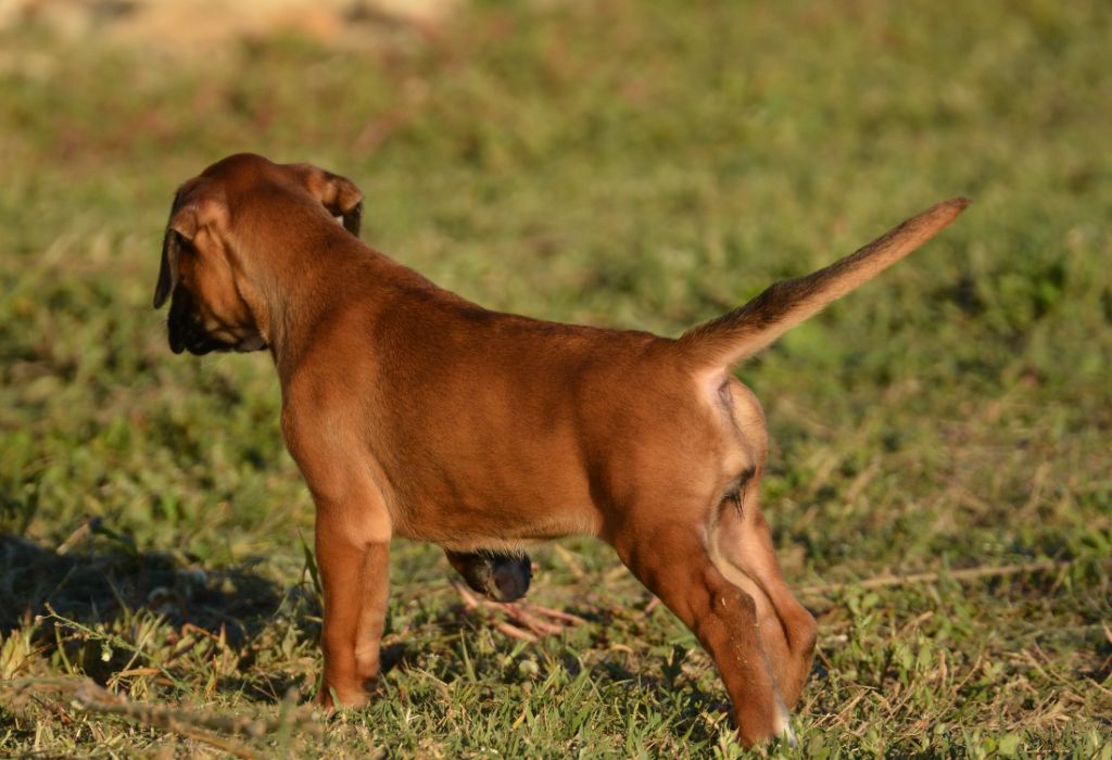 du royaume de sky - Chiots disponibles - Boxer